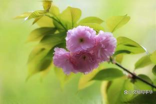 小猪：若非药厂这么强拜仁早遥遥领先 阿隆索可能今夏就去利物浦